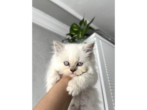 Irk ve sağlık garantili kedilerimiz