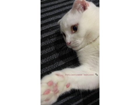 7 aylık scottish fold