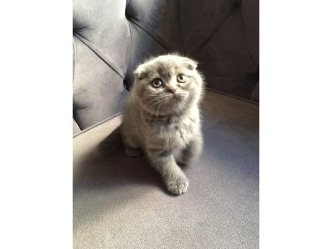 British shorthair scottish fold yavruları