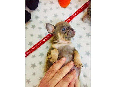 Anatomi harikası lilac tan french bulldog bebeklerimiz