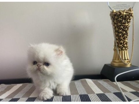 Irk ve sağlık garantili kediler