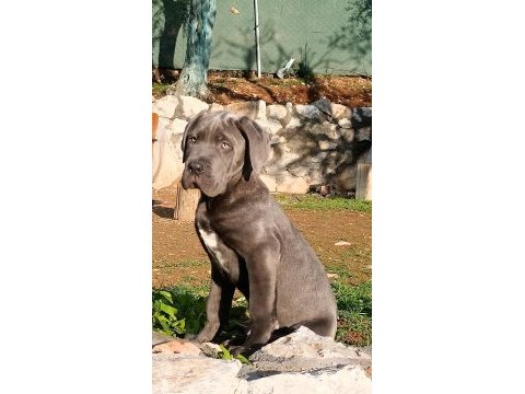 Cane corso blue yavrumuz erkek