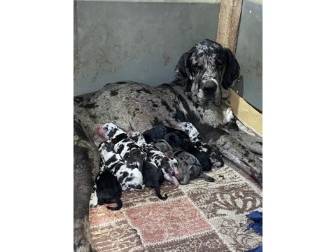 25 günlük danua