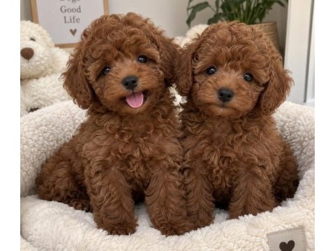 Türkiye geneli 81 ile gönderim toy poodle