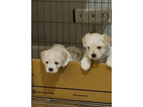 2 aylık safkan maltese terrier