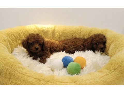 Poodle yavrularımız