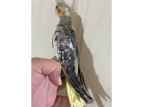 38 günlük el besleme evcil sultan papağanı bebek