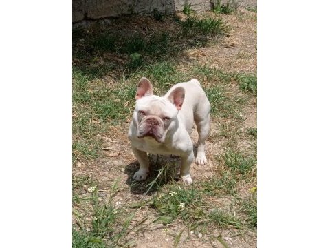 Sağlıklı,ırk garantili french bulldog yavrusu