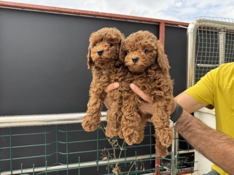 Redbrown kore toy poodle yavrularmız