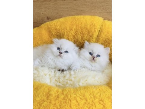 Maviş point british longhair bebeklerim 