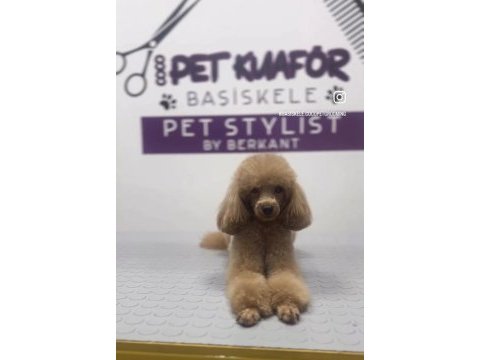 2 yasında dişi toy poodle 26 cm 2650 kg