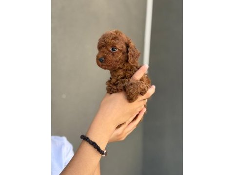 Toy poodle yavrumuz