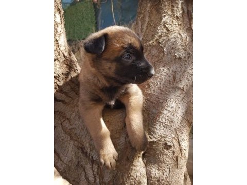 Belçika malinois yavrularımız ırk garantilidir