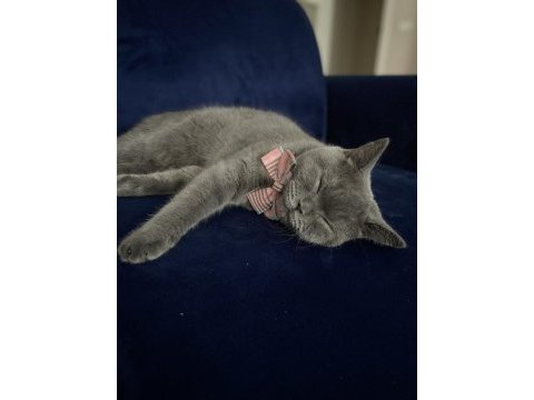 British shorthair mia için bizimle iletişime geçebilirsiniz