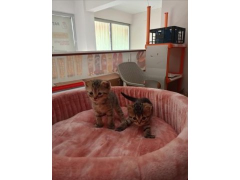 Yavru scottish fold yavrularımız yeni sahibini bekliyor