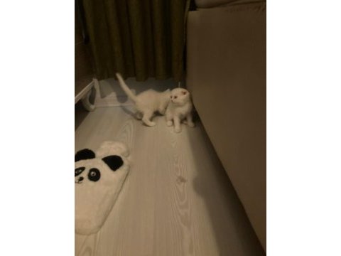 Pofuduk beyaz scottish fold bebekler