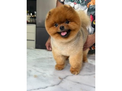 15 aylık kusursuz erkek teddy bear surat pomeranian