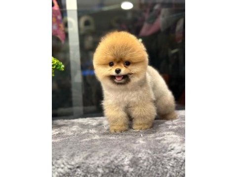 0 numara pomeranian yavrular