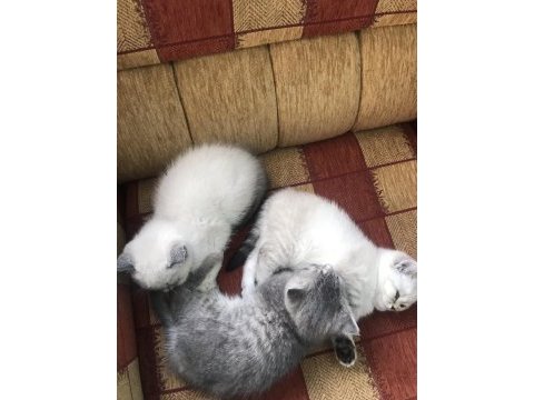 British shorthair 3 aylık dişi yavrular