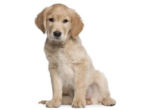 Yavru golden retriever bebek yeni ailesini arıyor