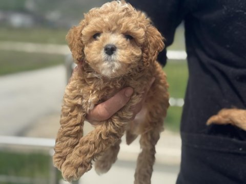 Dizany ırk maltipoo yavrularımız ziyarete açık