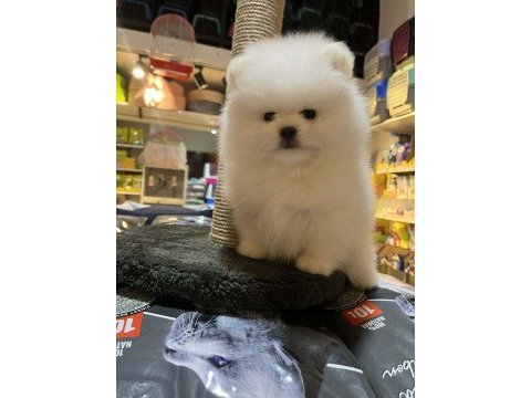 Biblo güzelliğinde show kalite pomeranian boo