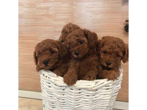 Efsane toy poodle yavruları