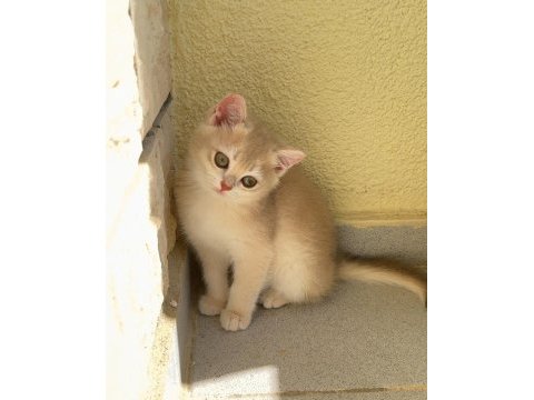 Uyguna golden british shorthair yavrular