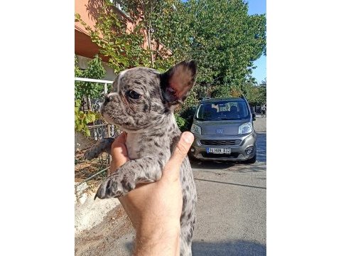 Anne altından eşsiz sağlıklı french bulldoglar