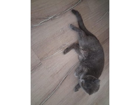Dişi british shorthair