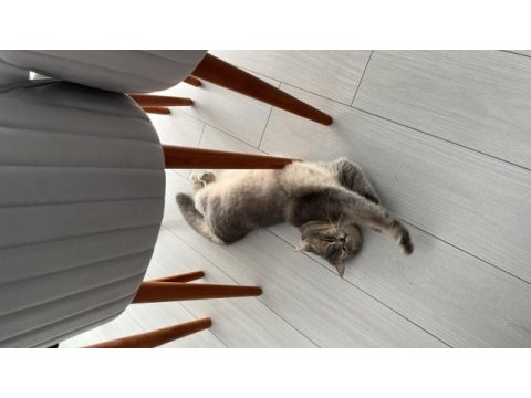 Uysal kedi