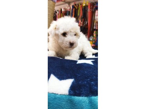 Maltese teriyer köpekler