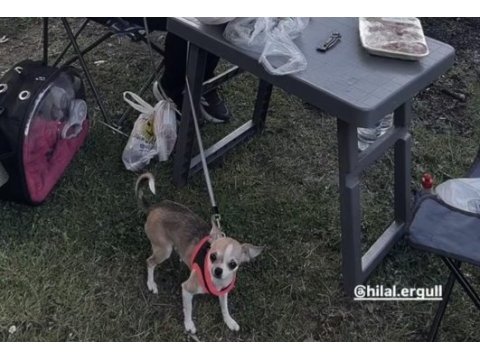 Orijinal pinscher yuva arıyor