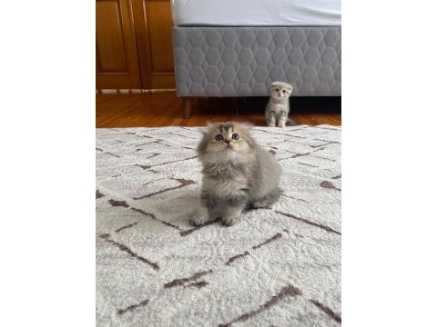 Scottish fold yavrularım yeni yuvasını arıyor