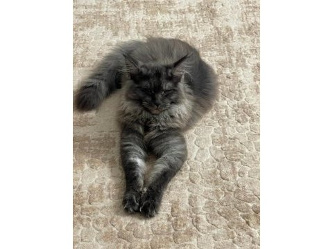 Eş arama ilanı maine coon