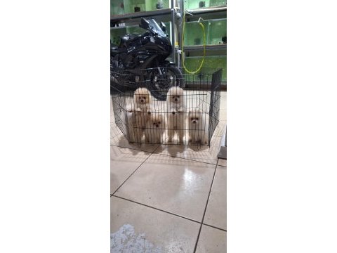 Pomeranian boo köpekler