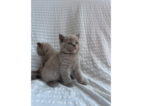 Lilac erkek briitsh shorthair yavrumuz