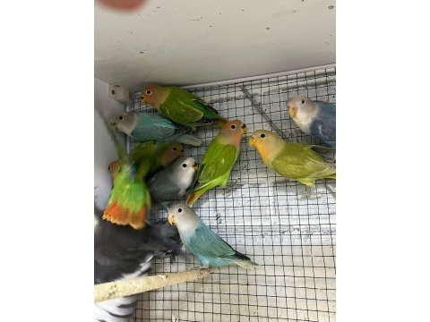 Ele alıştırmalık bebek sevda papağanları