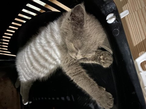 British shorthair kedisi