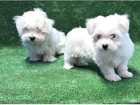 Irk ve sağlık garantili köpeğimiz