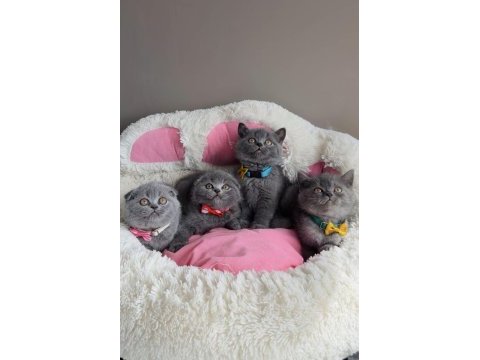 Ayı suratlı blue scotısh bebekleirm 