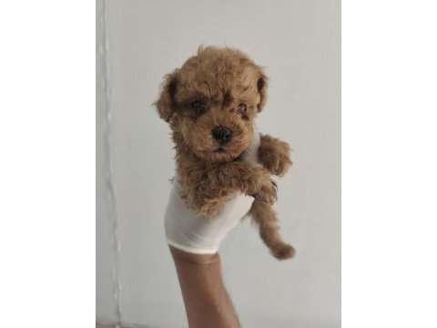 Toy poodle aşılı kilo garantili yavrular