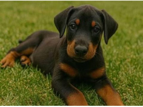 Psikoloji düzelten doberman