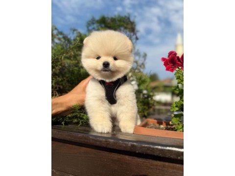 Anti alerjik tüy dökmeyen yavru pomeranian boo