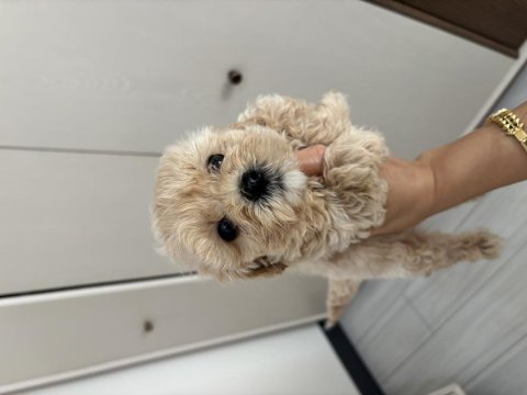Çiş pedi eğitimli maltipoo