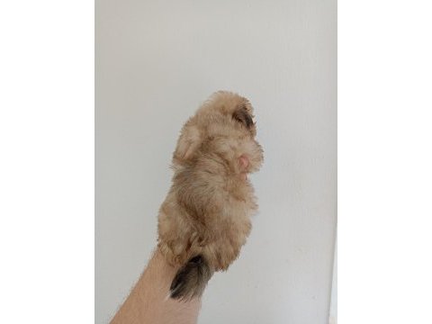 Morkie yavrumuz
