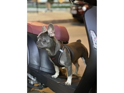 Blue tan (isabella carrier) french bulldog