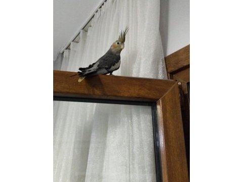 3 aylık yavru sultan papağanlar