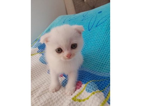 50 günlük scottish fold yavruları