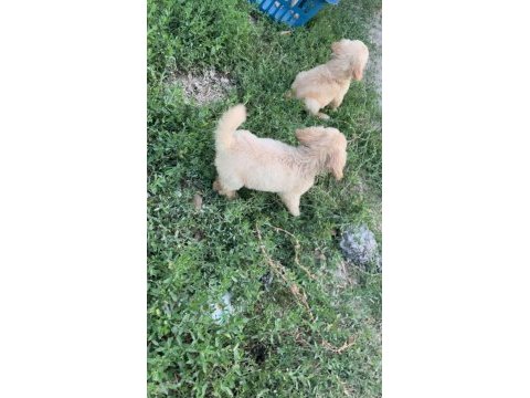 Minik goldenlarımız sahiplerini arıyor